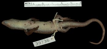 Media type: image;   Herpetology R-39736 Aspect: ventral